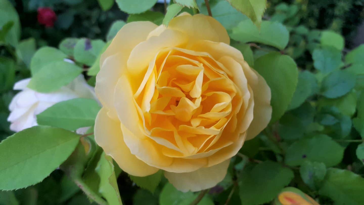 June in our garden - a garden diary Yellow scented rose