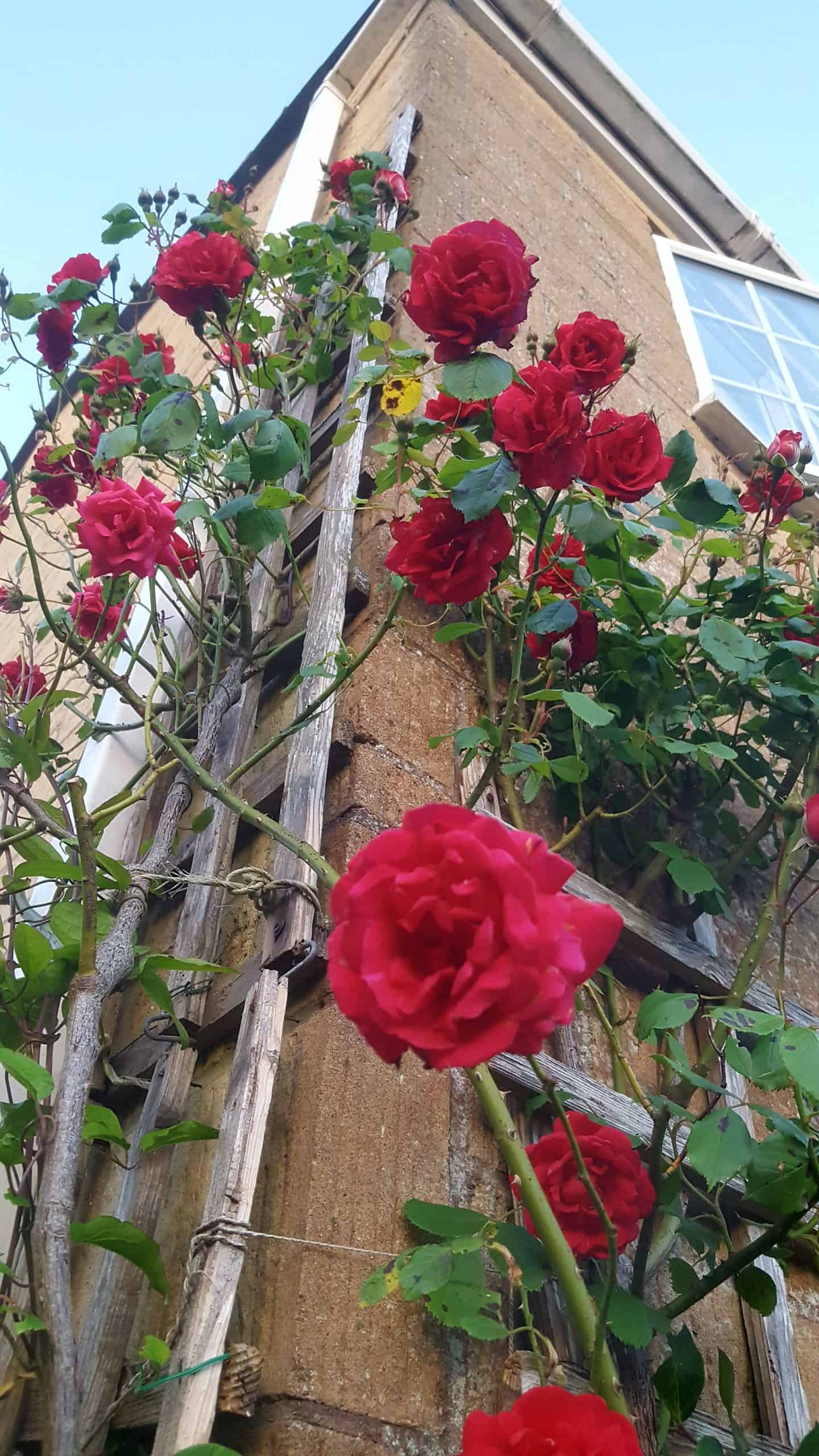 June in our garden - a garden diary Climbing red rose