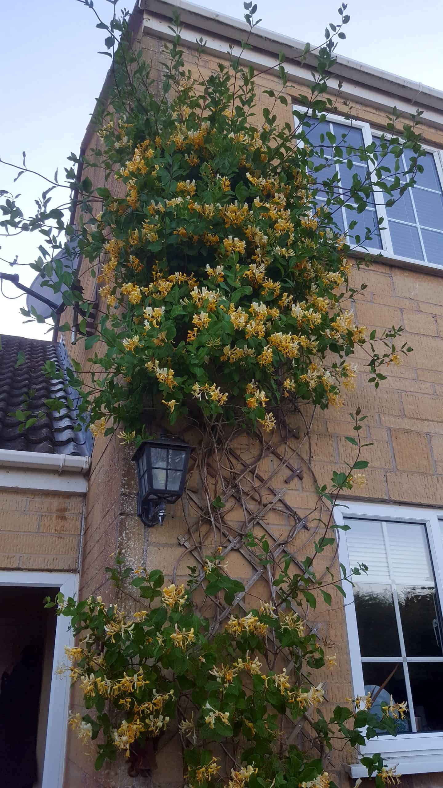 June in our garden - a garden diary Climbing honeysuckle