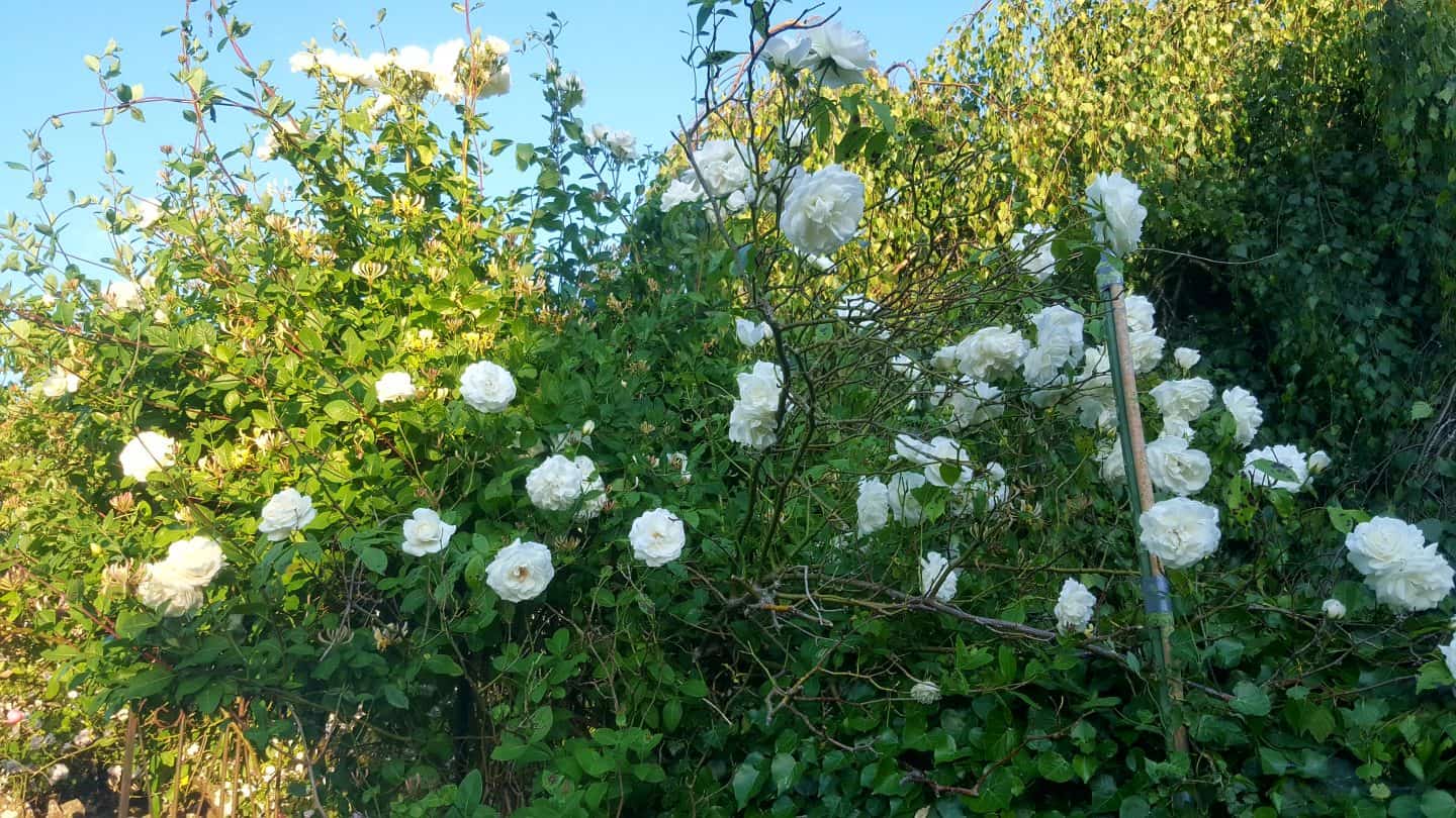 June in our garden - a garden diary Rose and honeysuckle