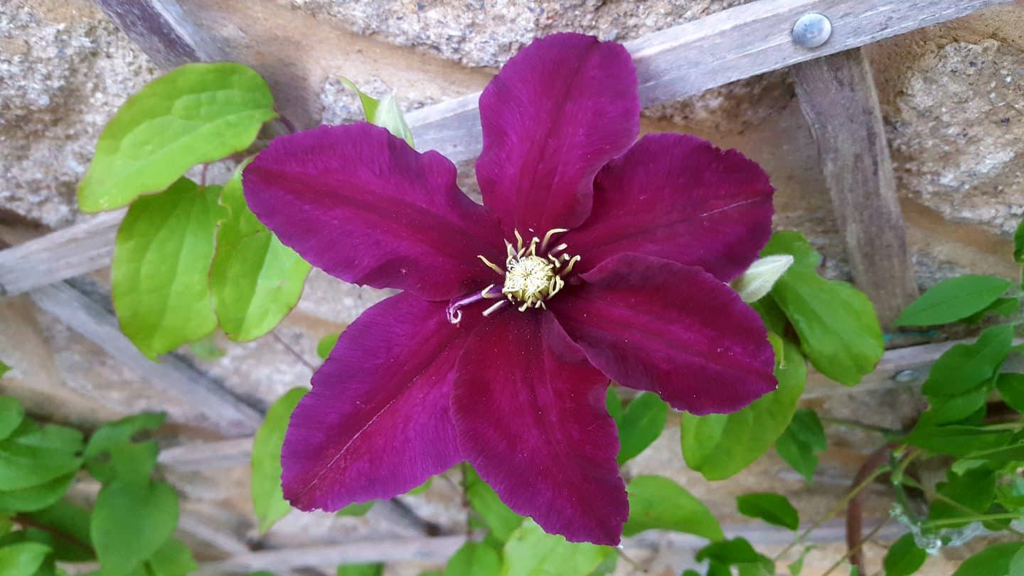 June in our garden - a garden diary Purple clematis