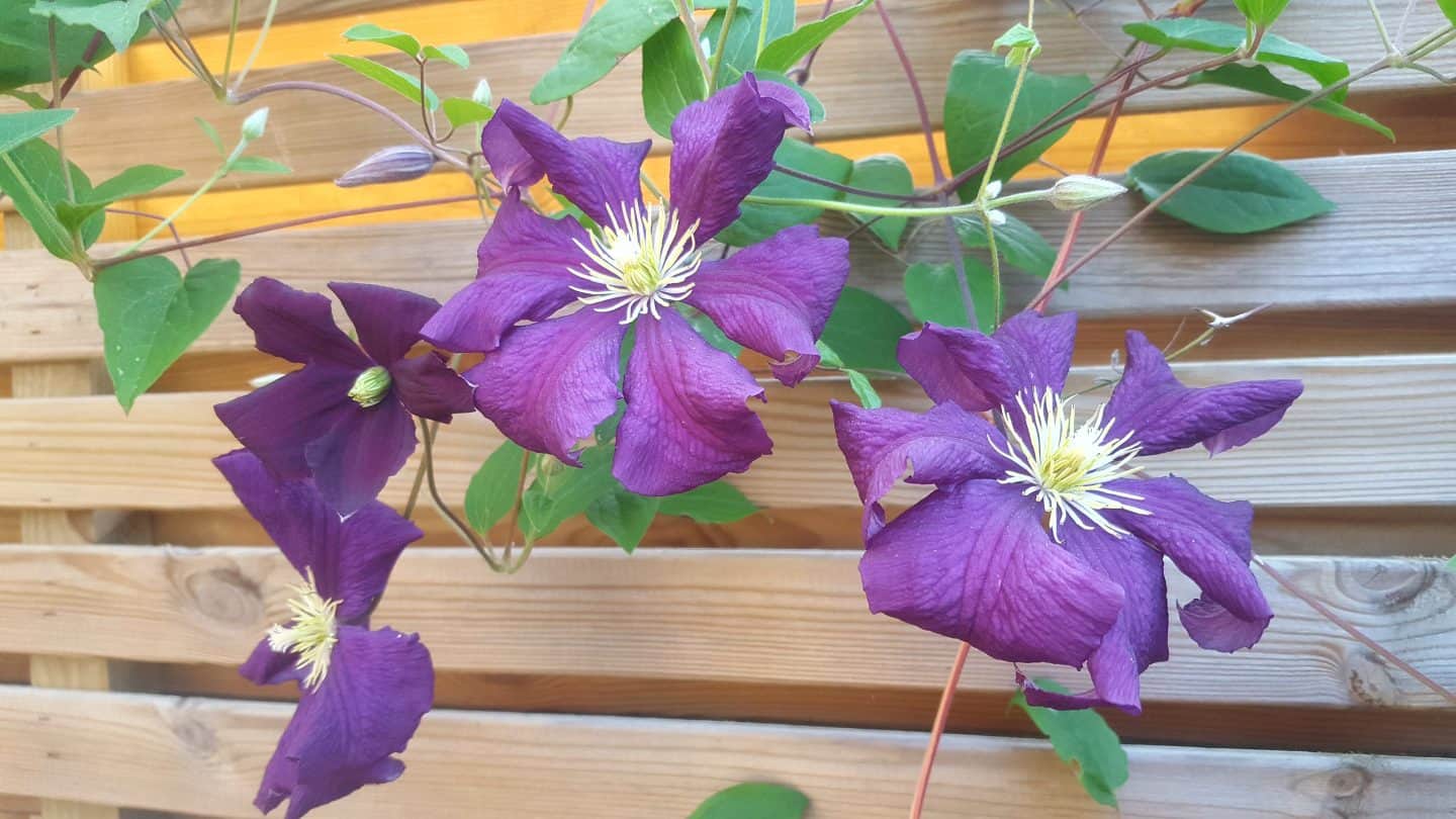June in our garden - a garden diary Purple clematis