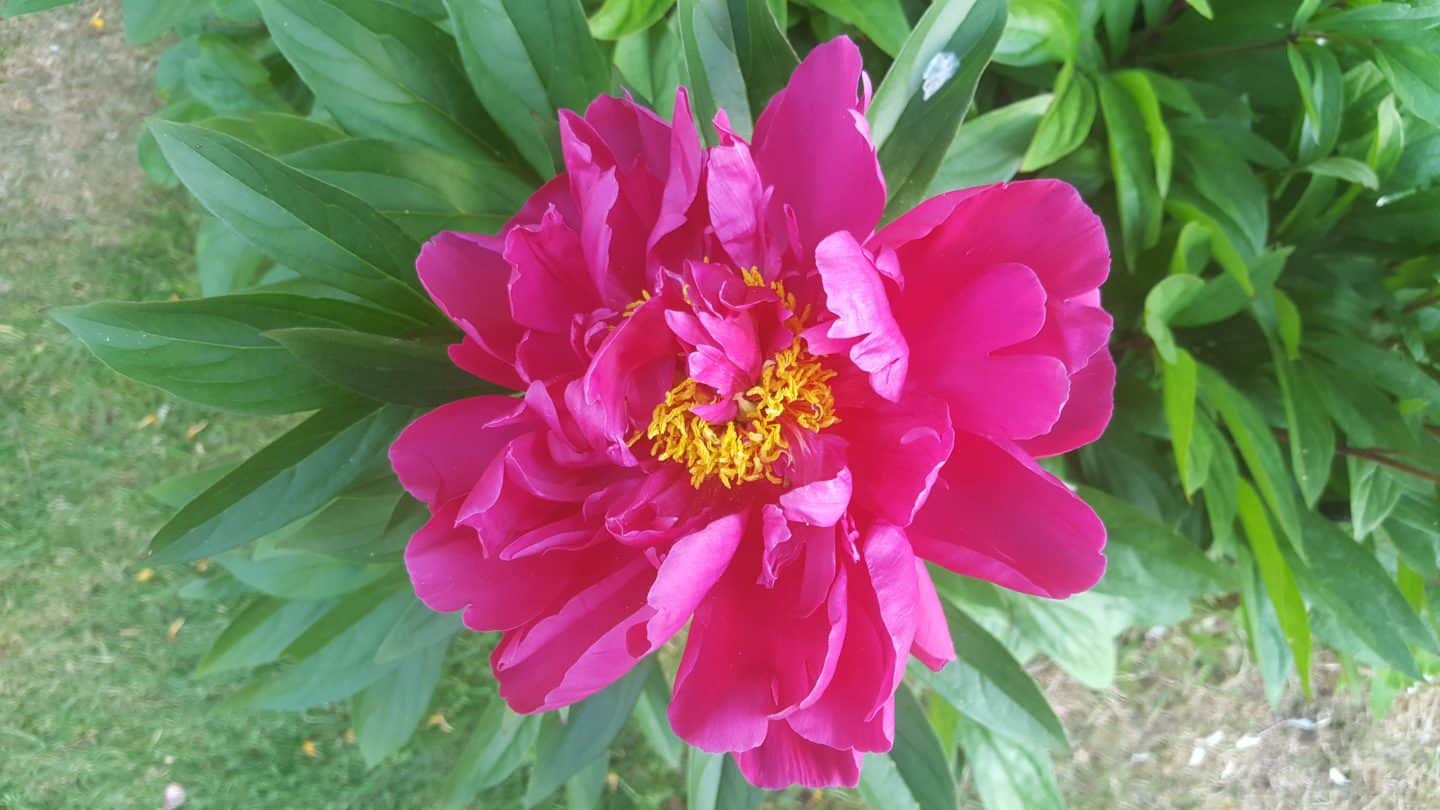 June in our garden - a garden diary Peony