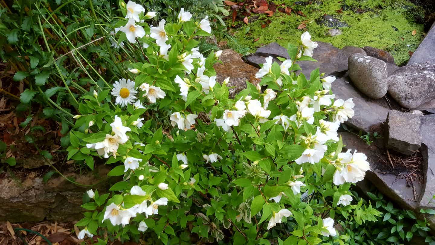 June in our garden - a garden diary philadelphus mock orange