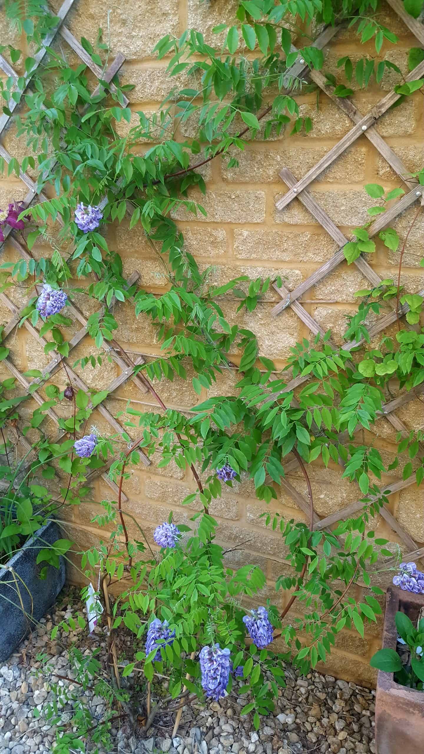 June in our garden - a garden diary Wisteria