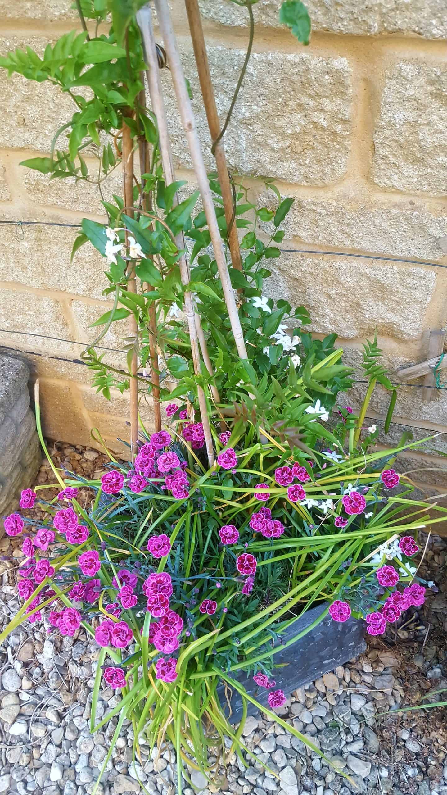 June in our garden - a garden diary Jasmine and dianthus