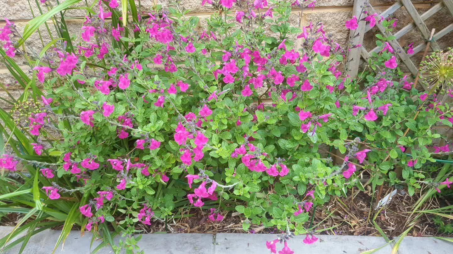 June in our garden - a garden diary Pink salvia