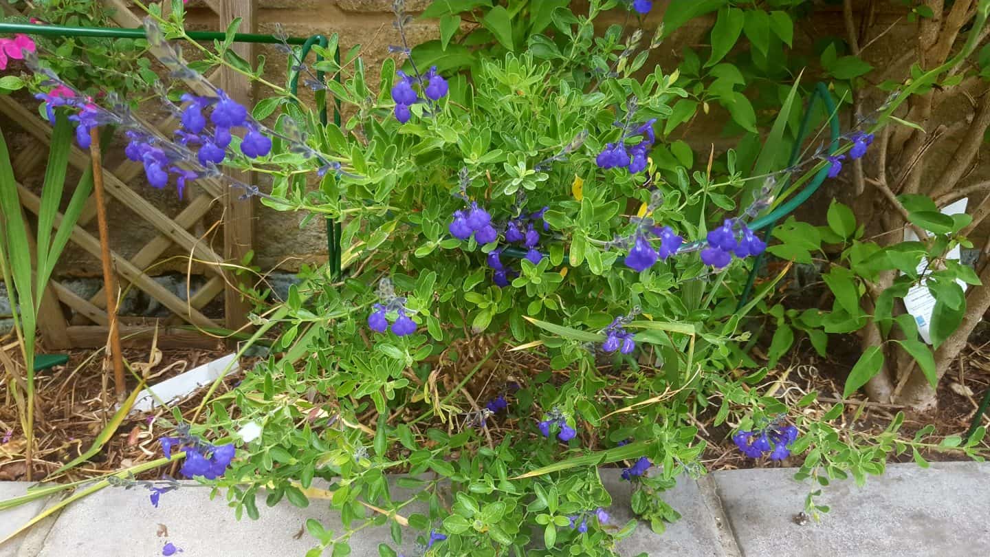 June in our garden - a garden diary Blue salvia