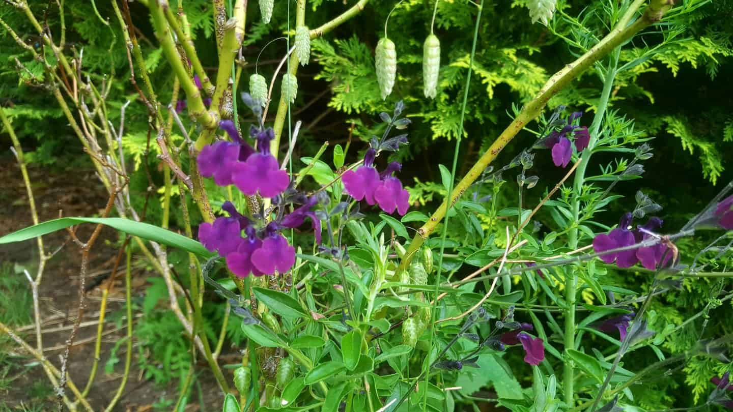June in our garden - a garden diary Purple salvia