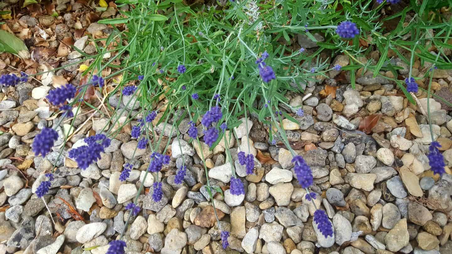 June in our garden - a garden diary Lavender