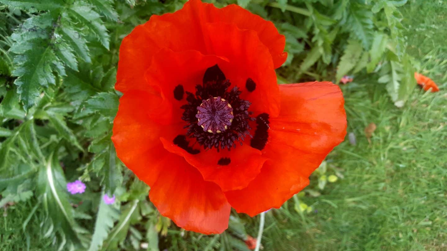 June in our garden - a garden diary Oriental poppies