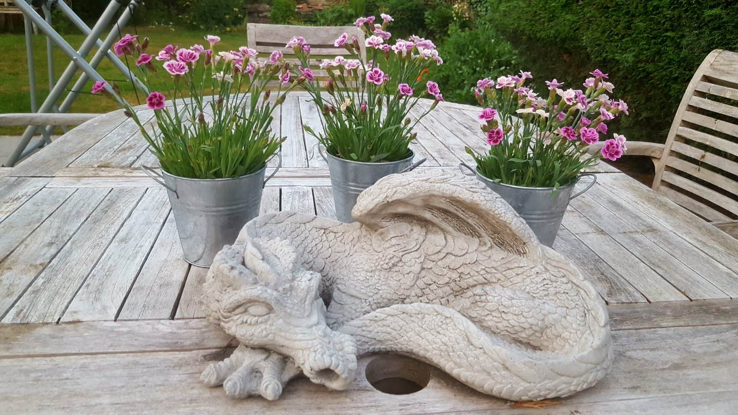 June in our garden - a garden diary Dianthus - carnations