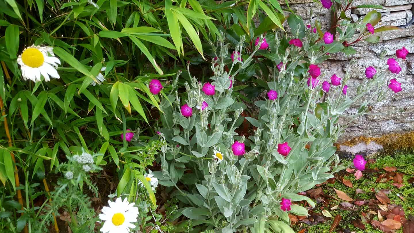June in our garden - a garden diary Lynnis coronaria - pink