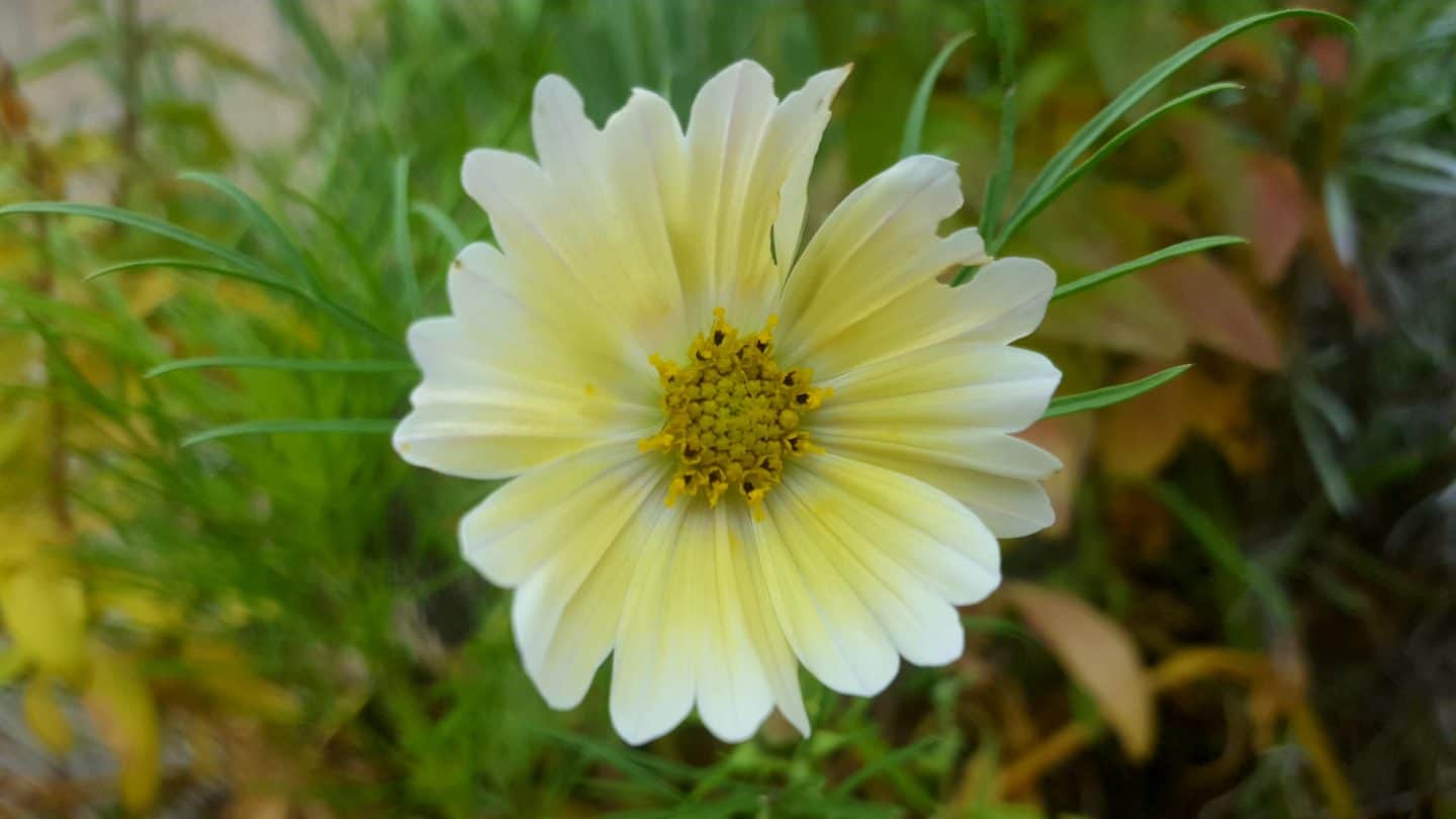 June in our garden - a garden diary Cosmos lemonade