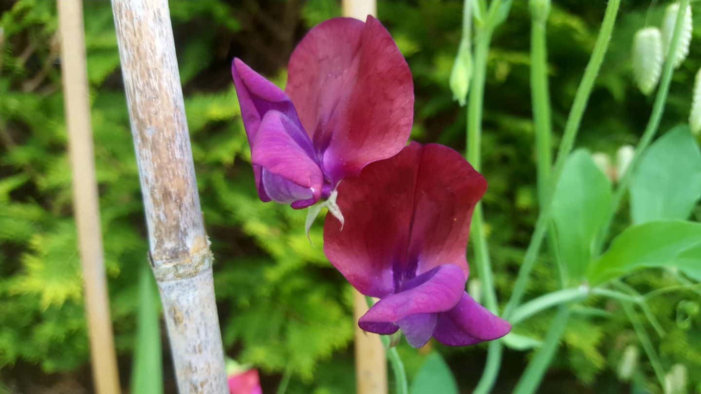 June in our garden - a garden diary Sweet peas