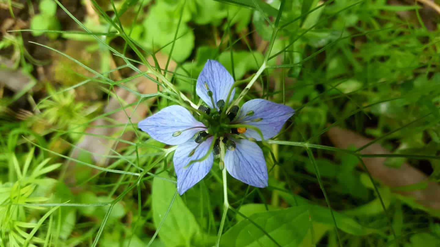 June in our garden - a garden diary Nigella