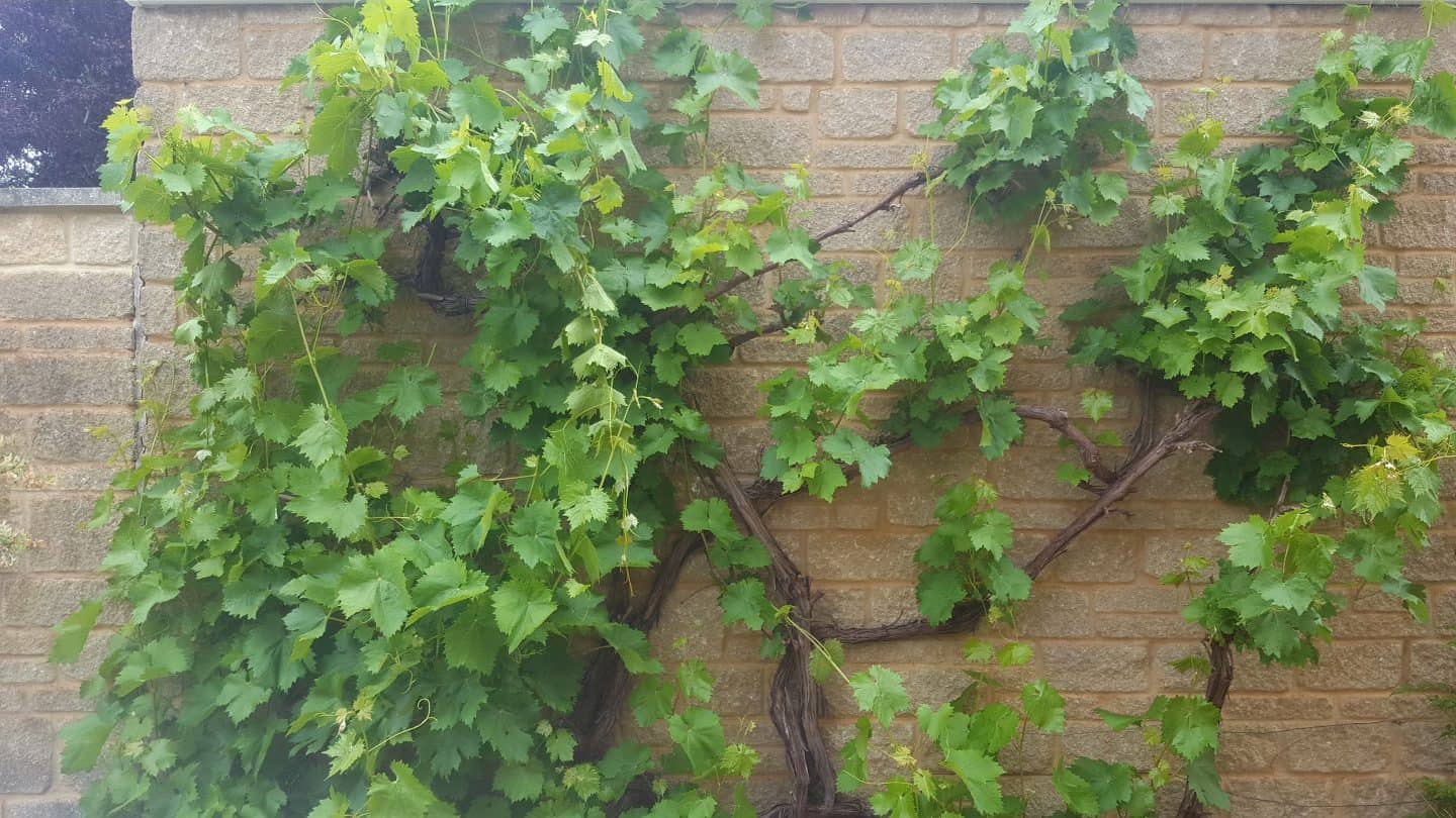 June in our garden - a garden diary Grapevine