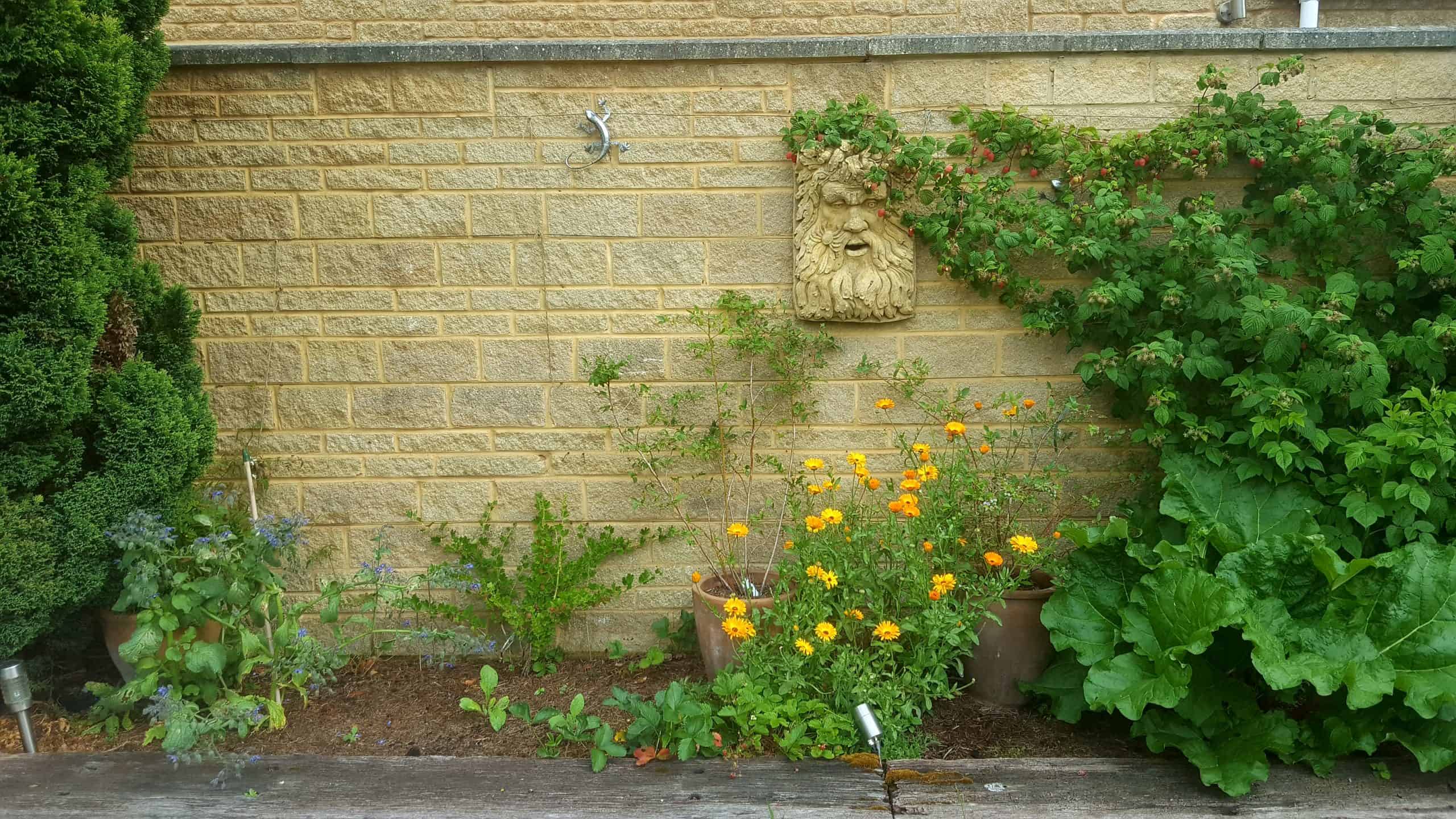 June in our garden - a garden diary Raspberries, rhubarb, blueberres, gooseberries, calendula, borage