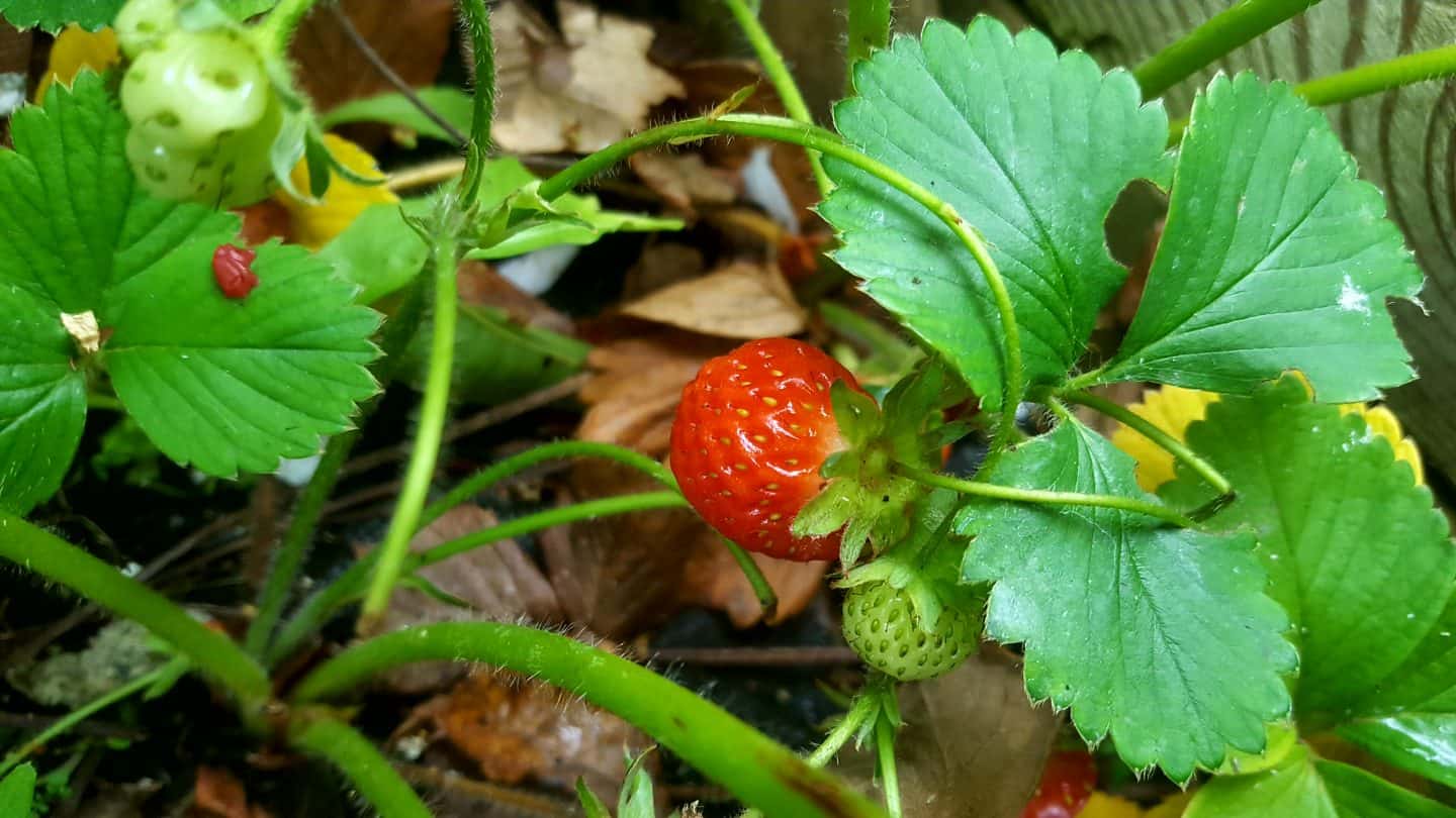 June in our garden - a garden diary Strawberries
