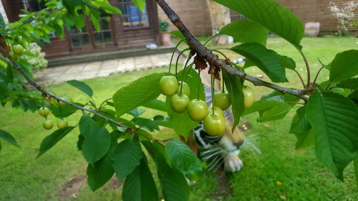 June in our garden - a garden diary Cherry tree