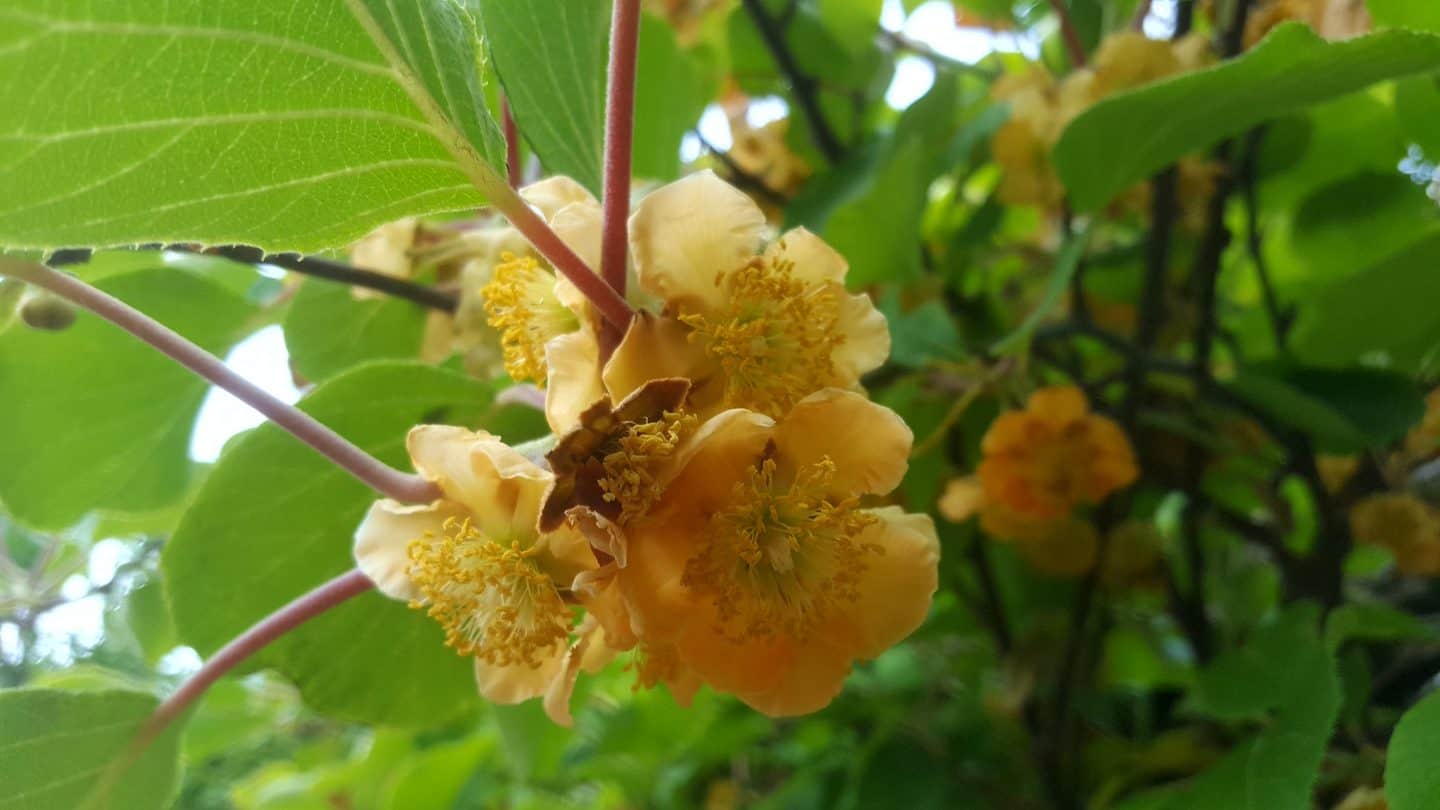 June in our garden - a garden diary Kiwi bush