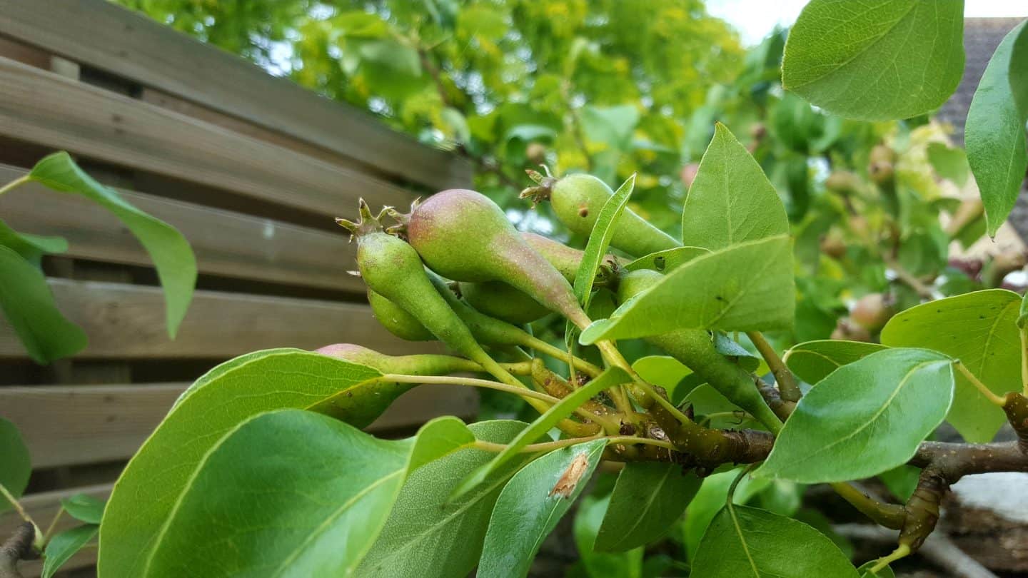 June in our garden - a garden diary Pear tree