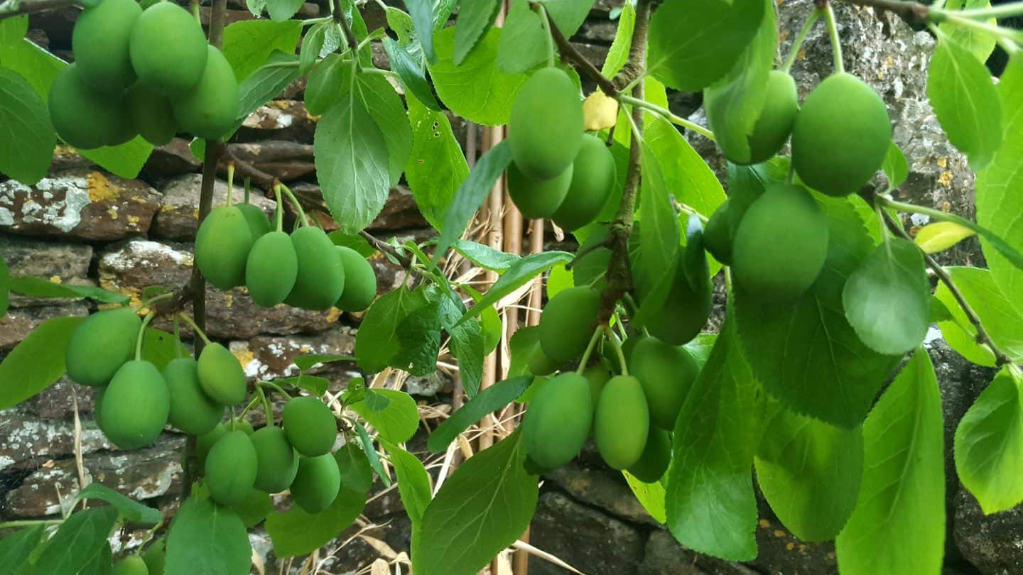 June in our garden - a garden diary Victoria plum tree