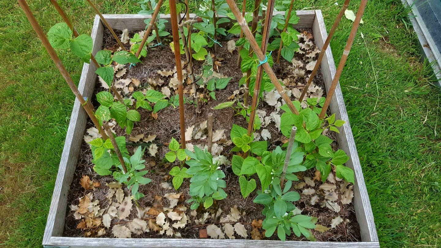 June in our garden - a garden diary French beans and broad beans