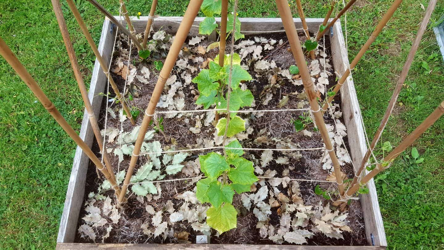 June in our garden - a garden diary Cucumbers and cucamelons