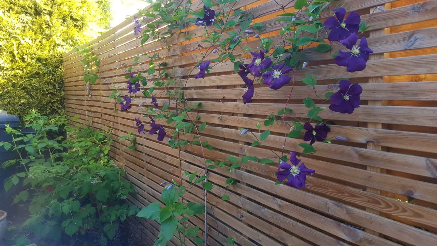 June in our garden - a garden diary Clematis