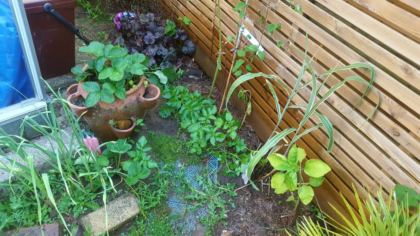 June in our garden - a garden diary Garlic, strawberries, clematis, sunflowers, heuchara, potatoes