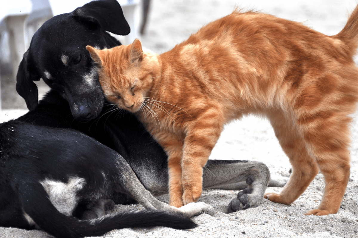 Supporting anxious pets through change - cat and dog