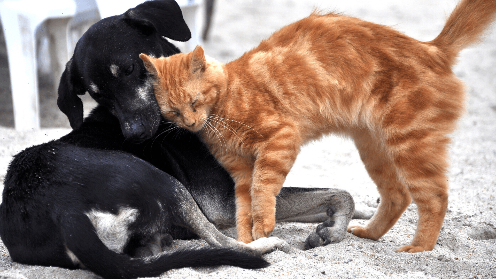 4 Top Tips for Supporting Anxious Pets Through Change * Supporting anxious pets through change - cat and dog