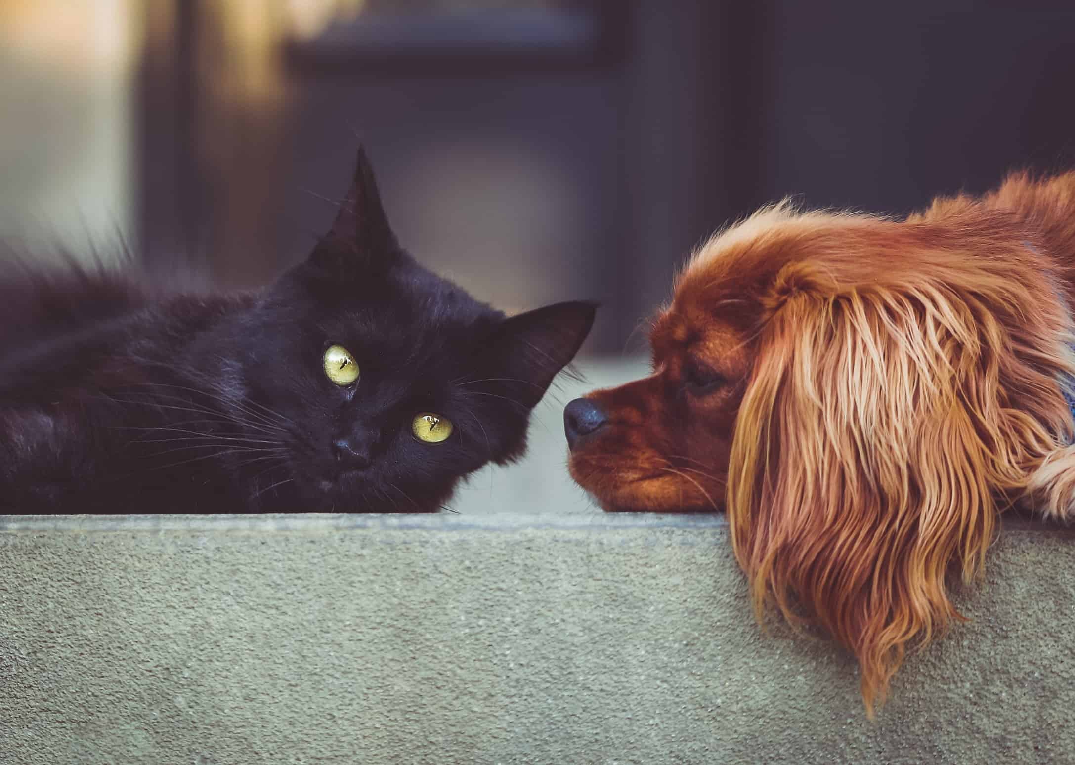 4 Top Tips for Supporting Anxious Pets Through Change * Supporting anxious pets through change - cat and dog