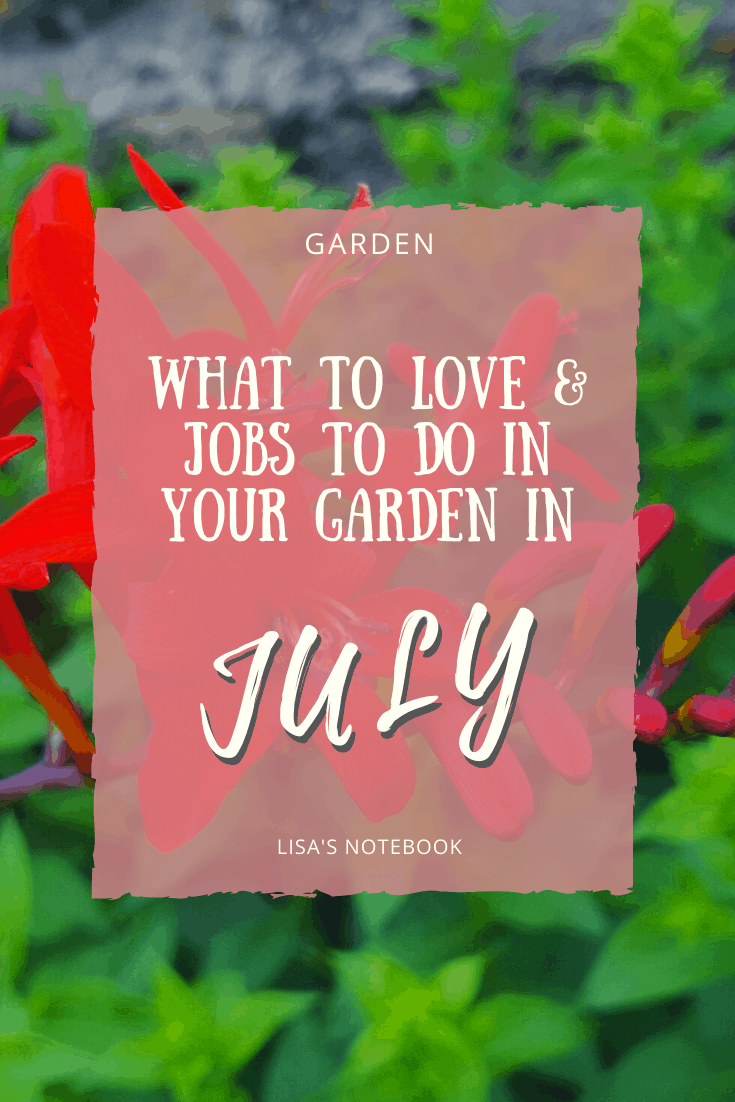 July in our garden - a garden diary July in our garden - Crocosmia Lucifer