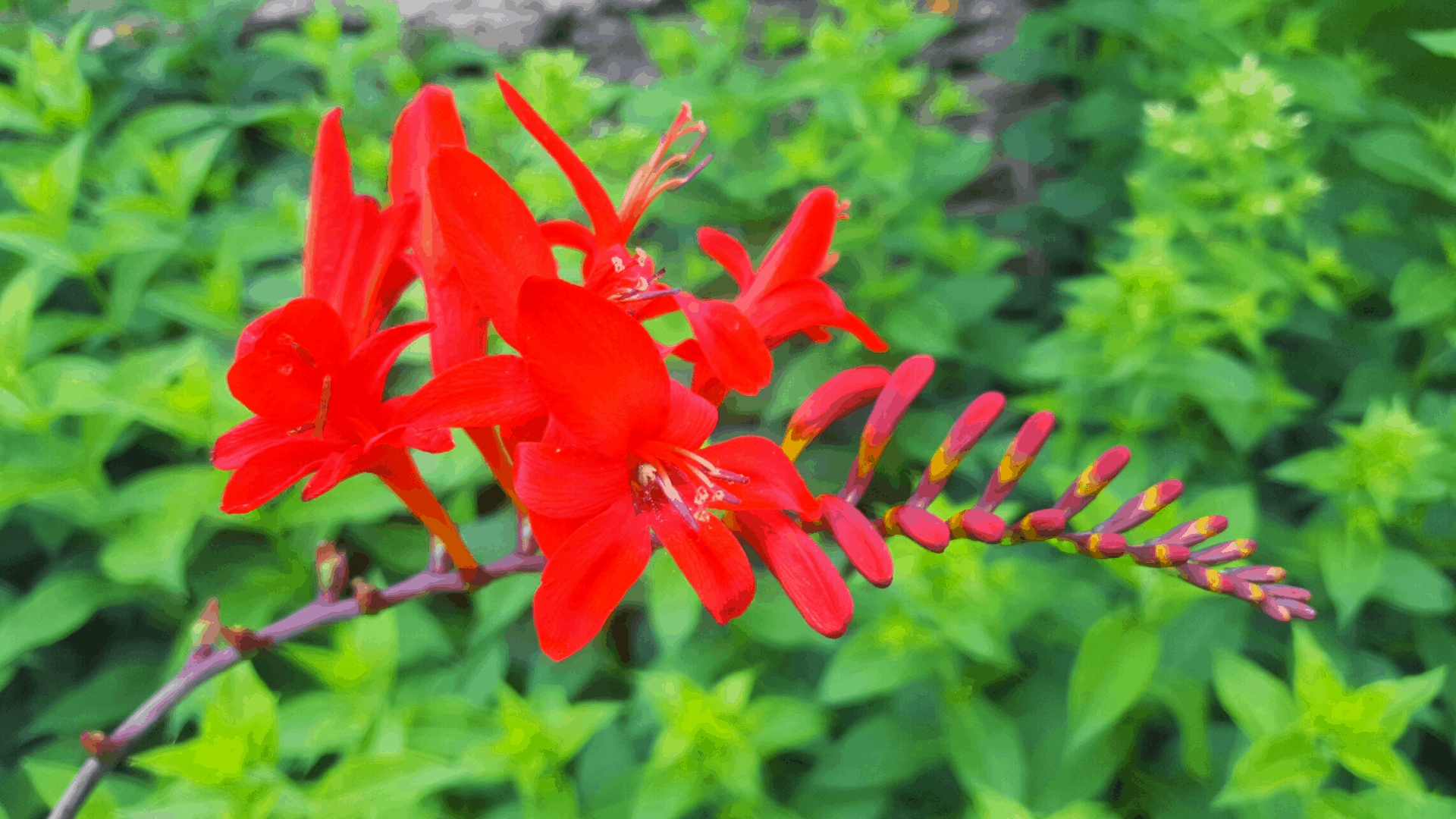 July in our garden - a garden diary July in our garden - Crocosmia Lucifer