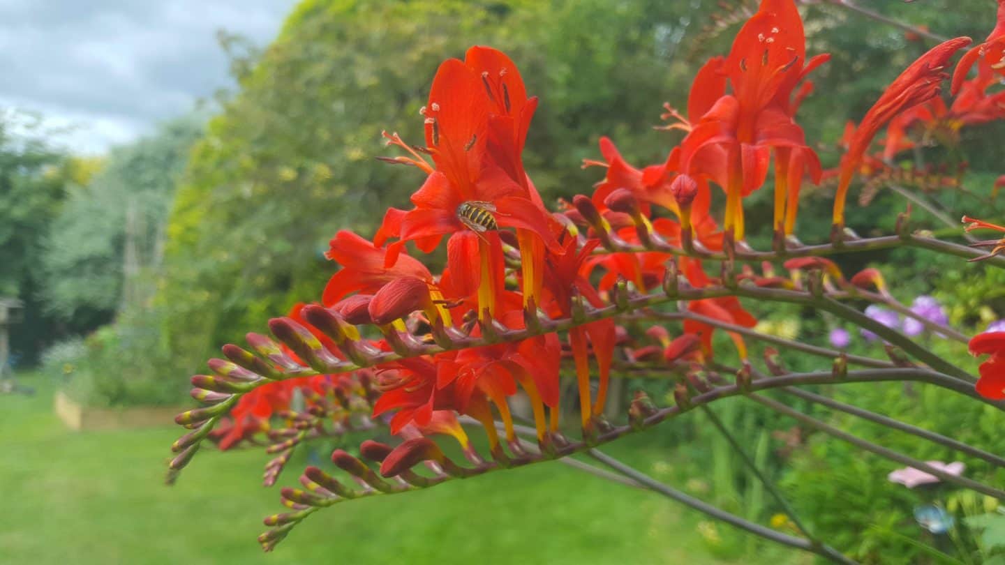 July in our garden - a garden diary Crocosmia