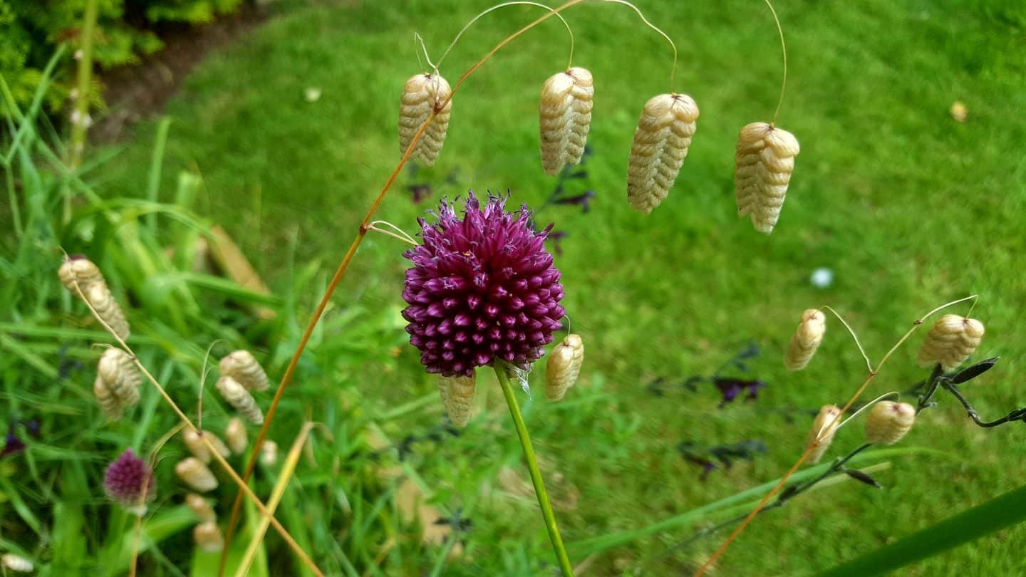 July in our garden - a garden diary Alliums