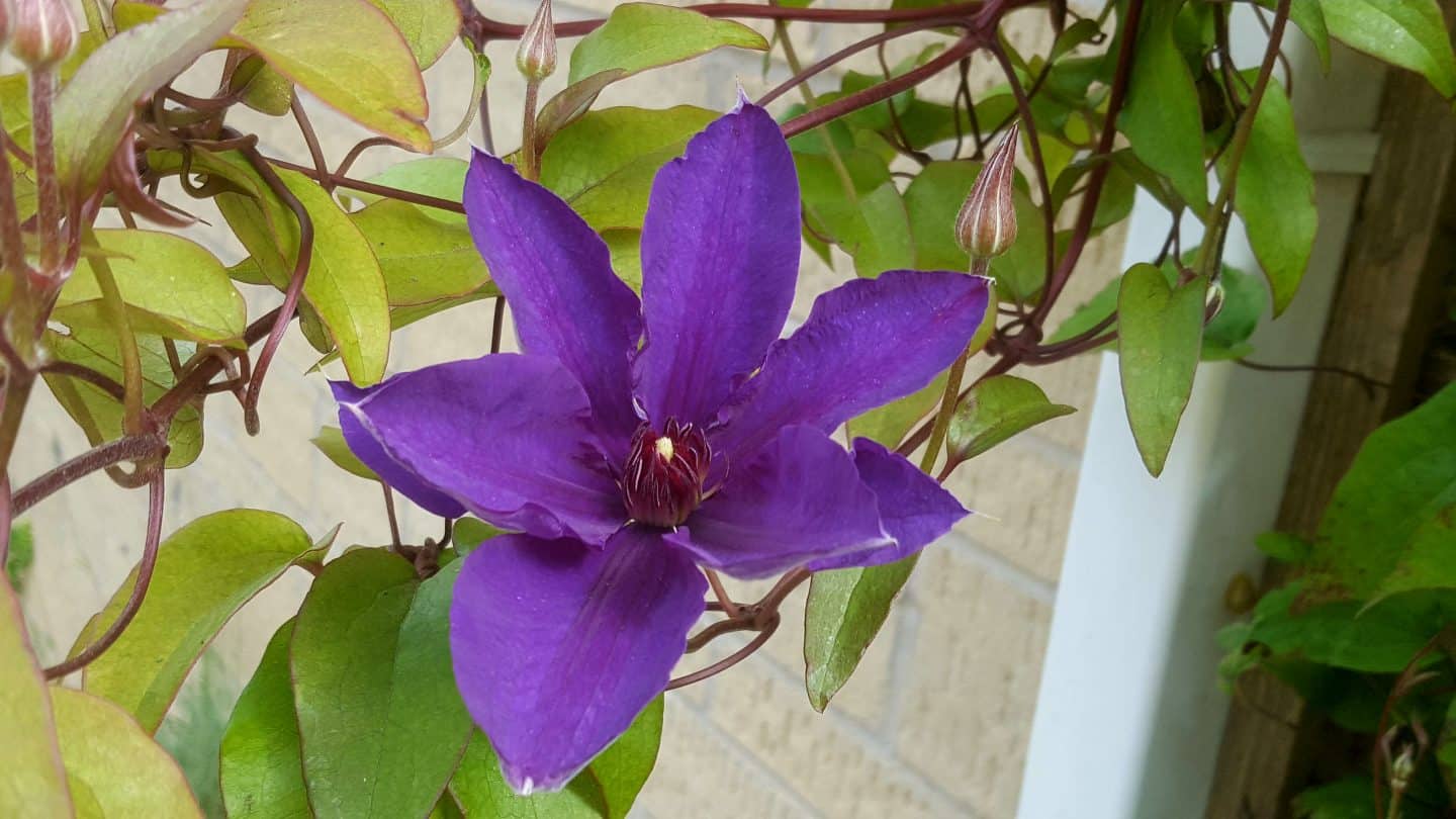 July in our garden - a garden diary Clematis