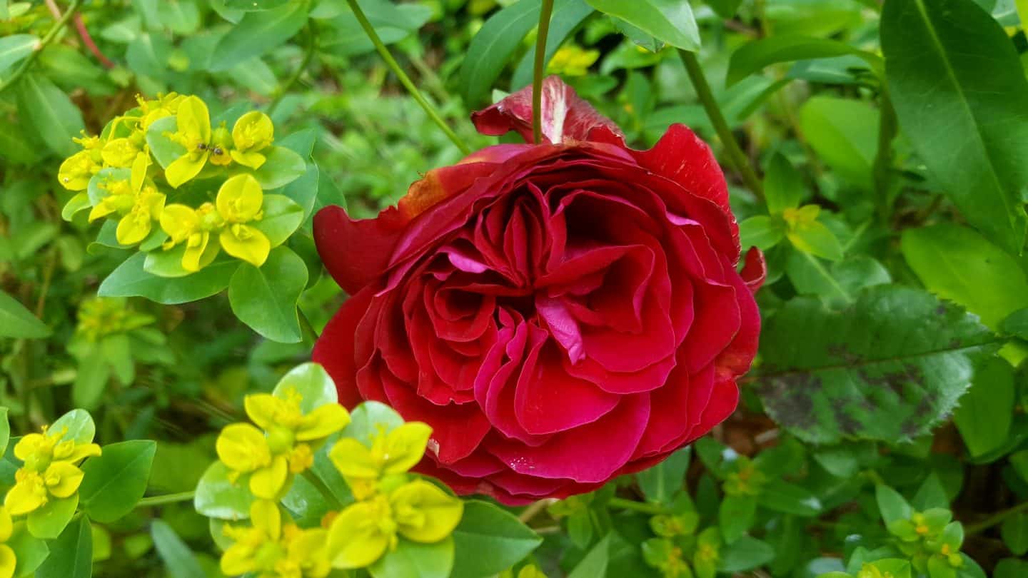 July in our garden - a garden diary Rose and euphorbia