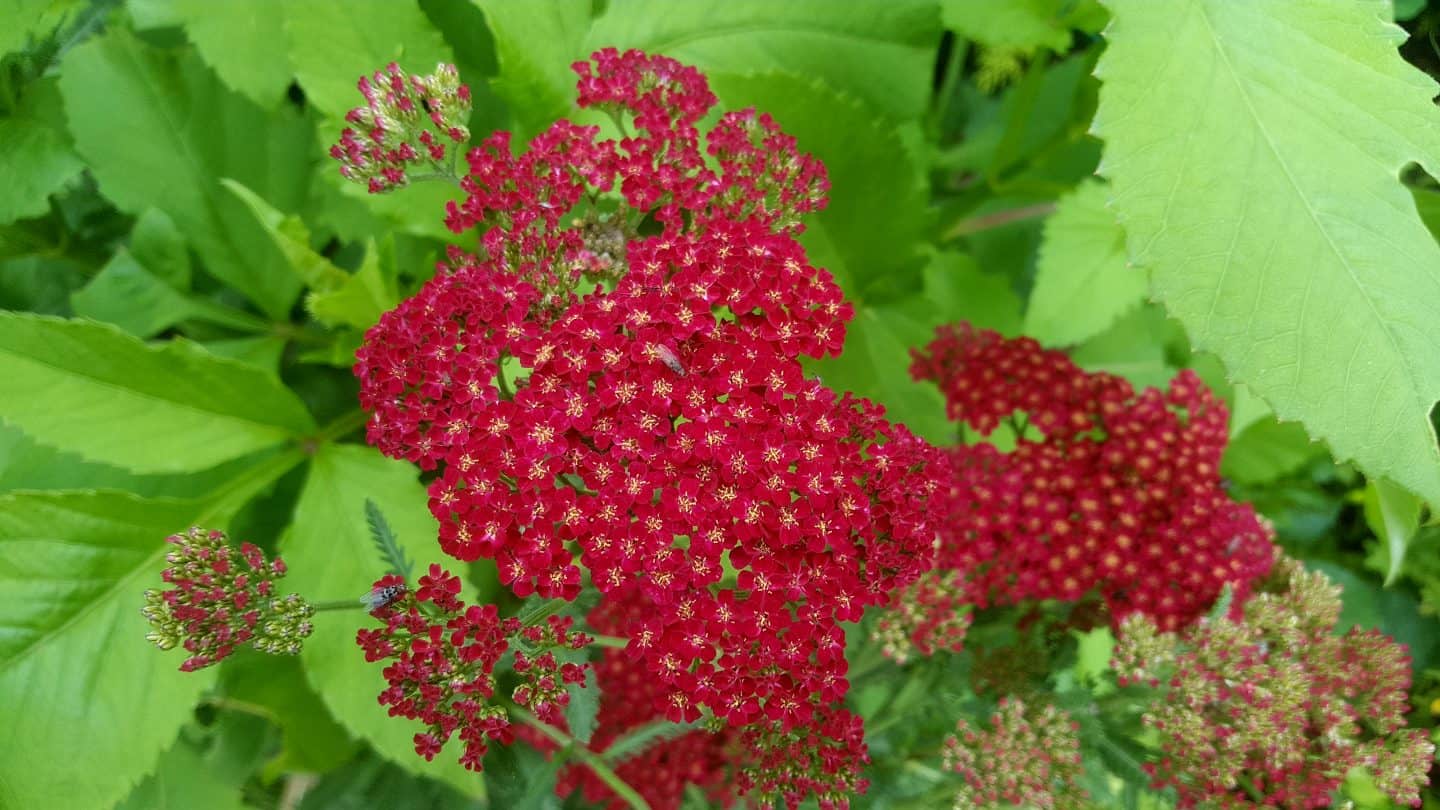 July in our garden - a garden diary Achillea