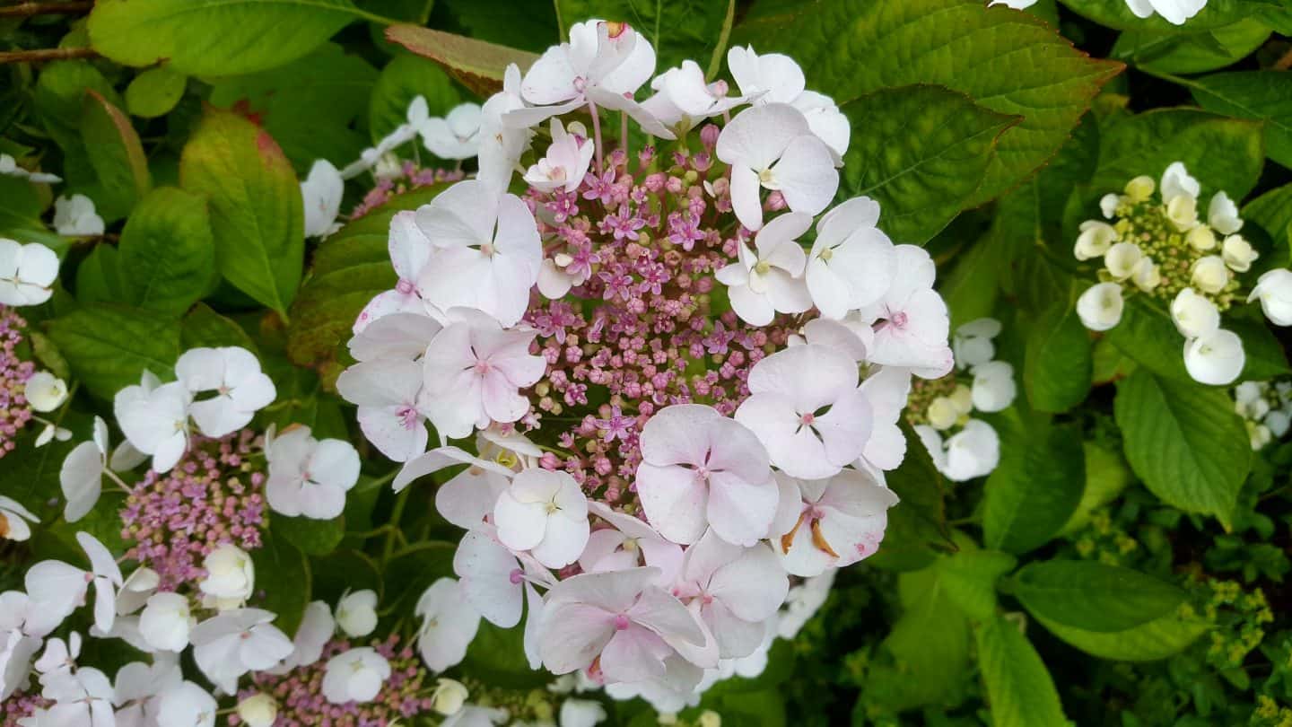 July in our garden - a garden diary Hydrangea