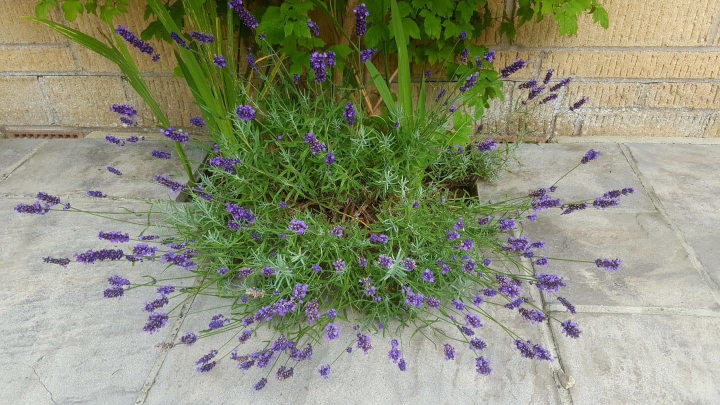 July in our garden - a garden diary Lavender