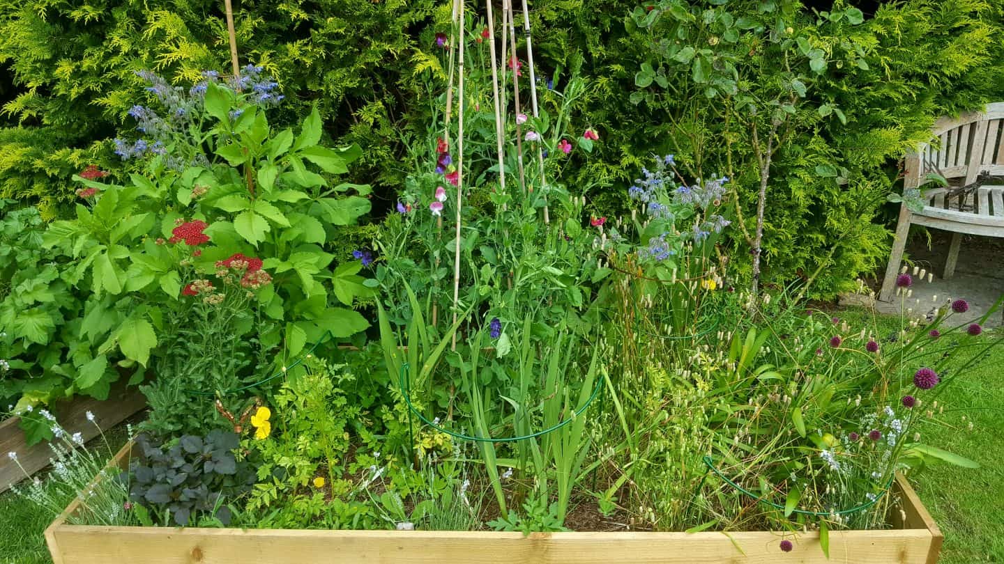 July in our garden - a garden diary Cutting bed - July in our garden