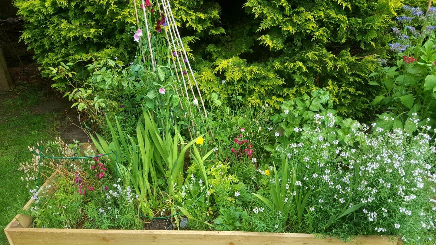 July in our garden - a garden diary Cutting bed - July in our garden