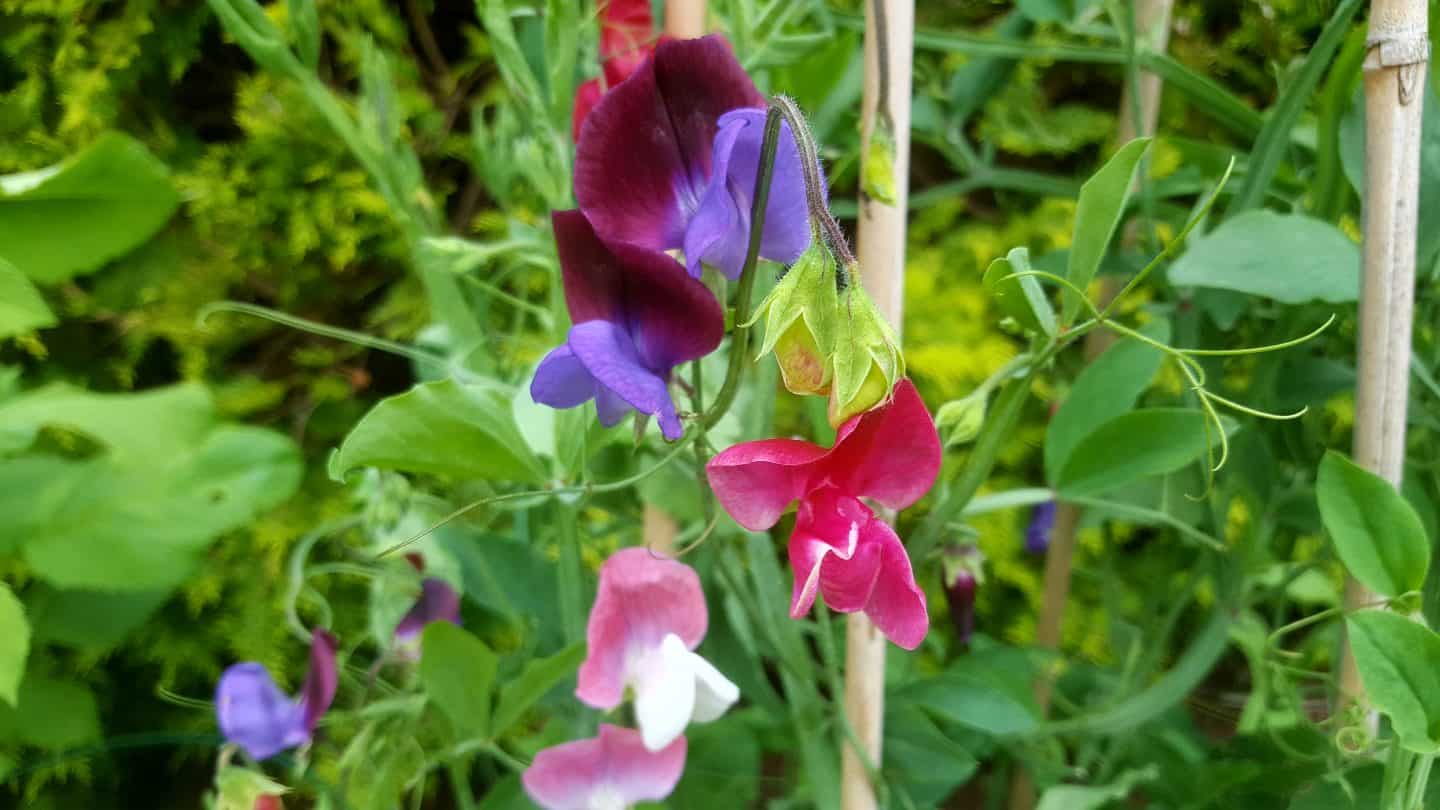 July in our garden - a garden diary Sweet peas