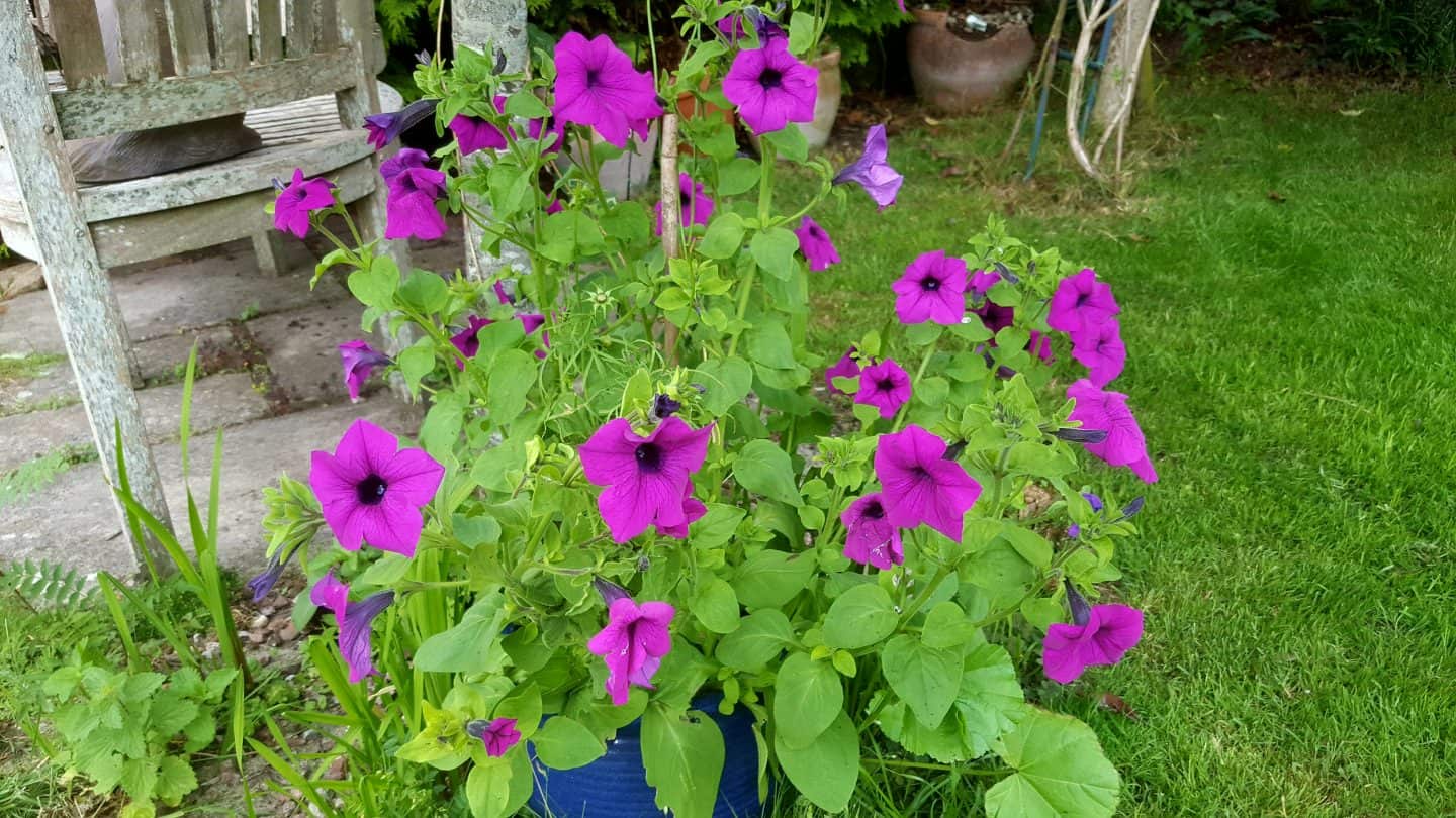 July in our garden - a garden diary Petunias