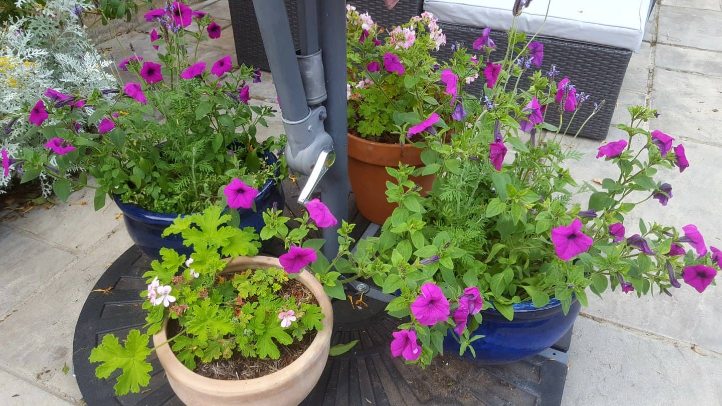 July in our garden - a garden diary Petunias and pelargoniums