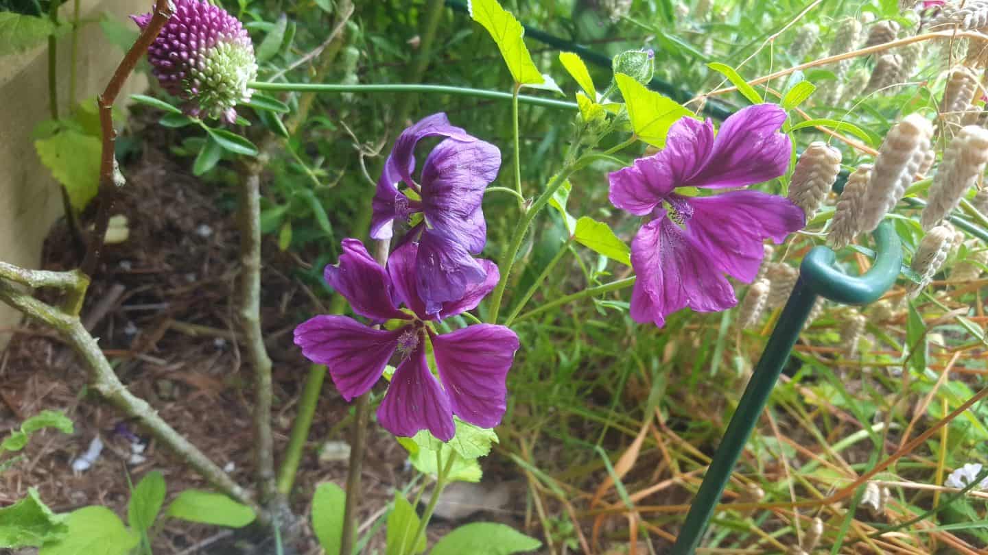 July in our garden - a garden diary Malva - mallow