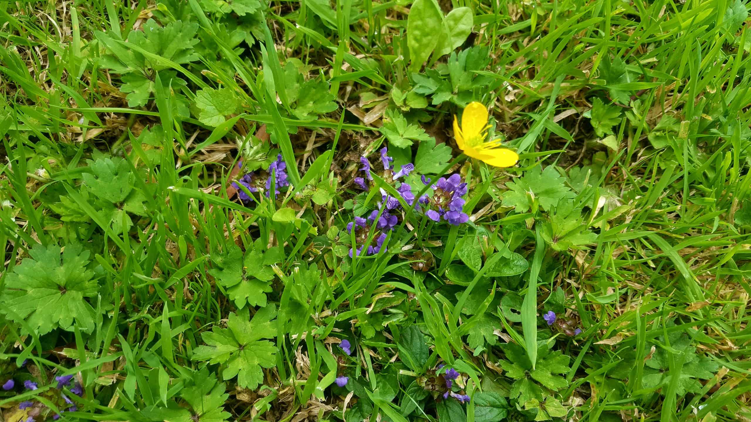 July in our garden - a garden diary Wildflowers